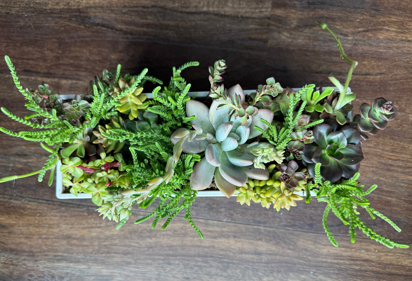 Long Succulent Garden with White Pot