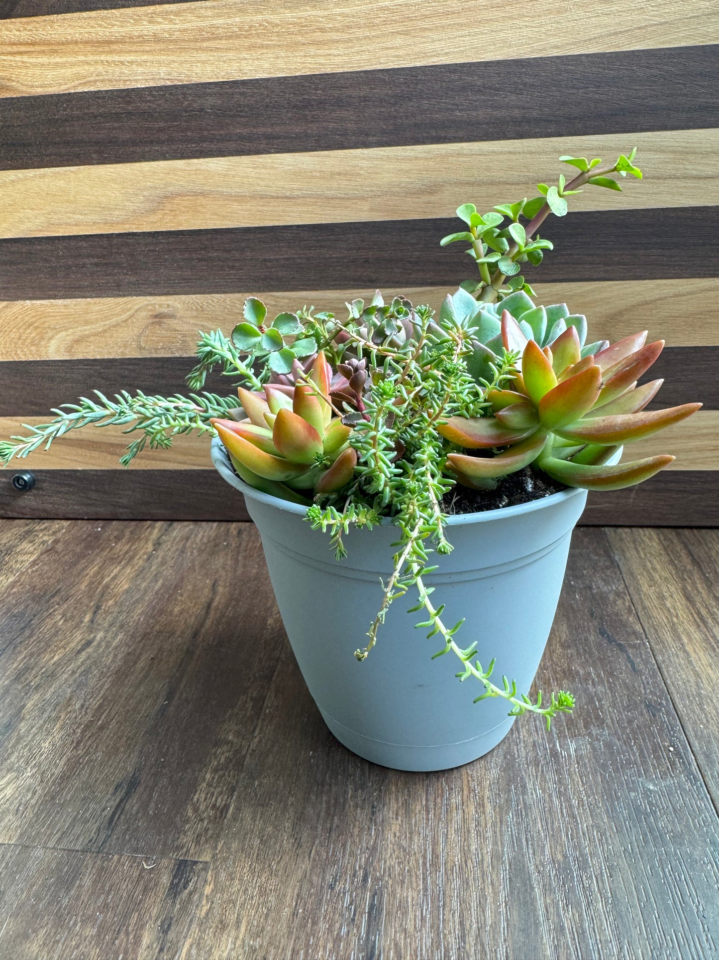 Medium Succulent Garden