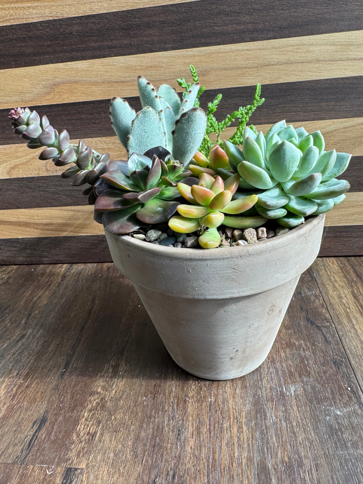 Medium Succulent Garden with Terracotta Pot