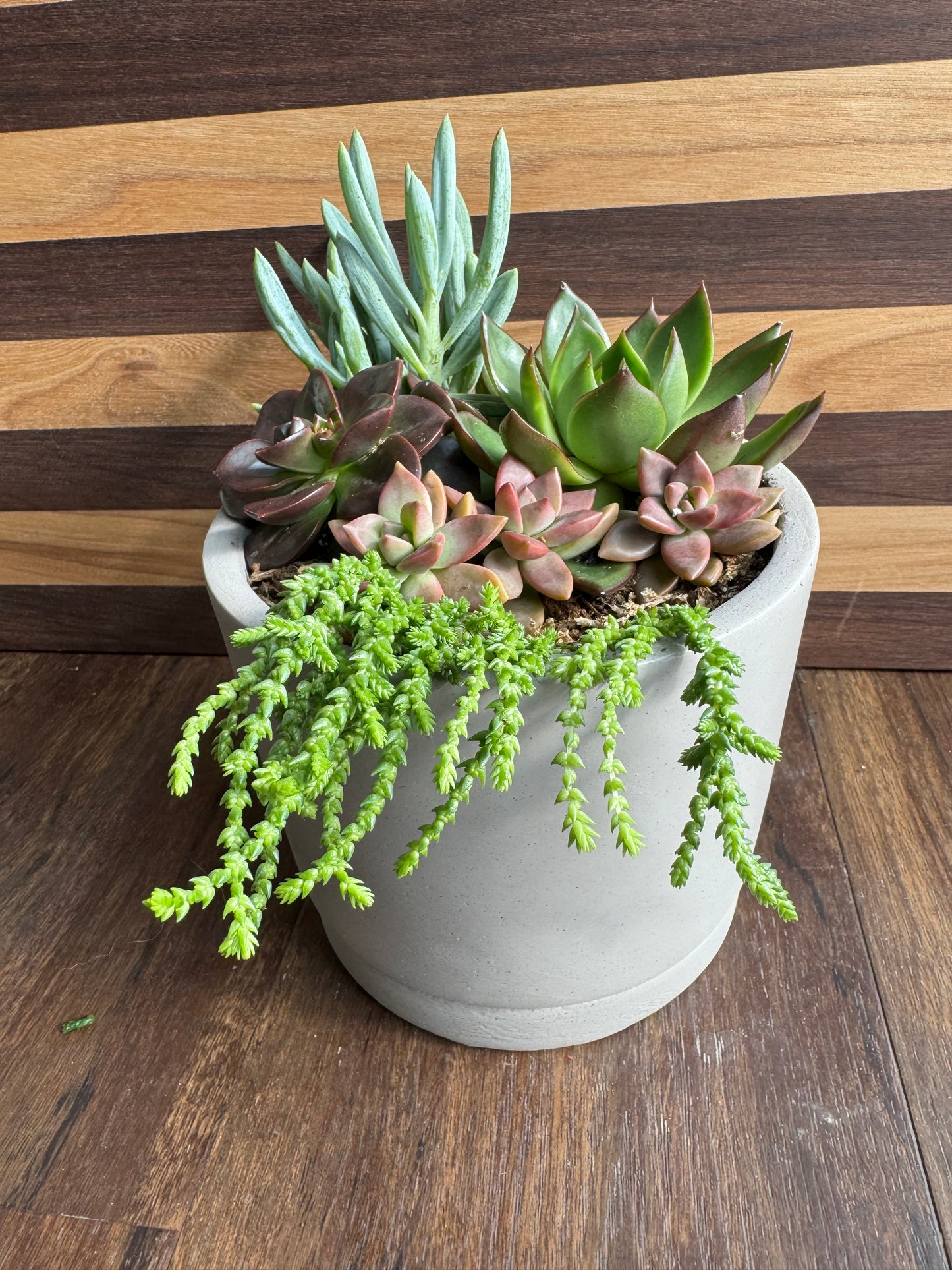 Large Succulent Garden with Ceramic Pot