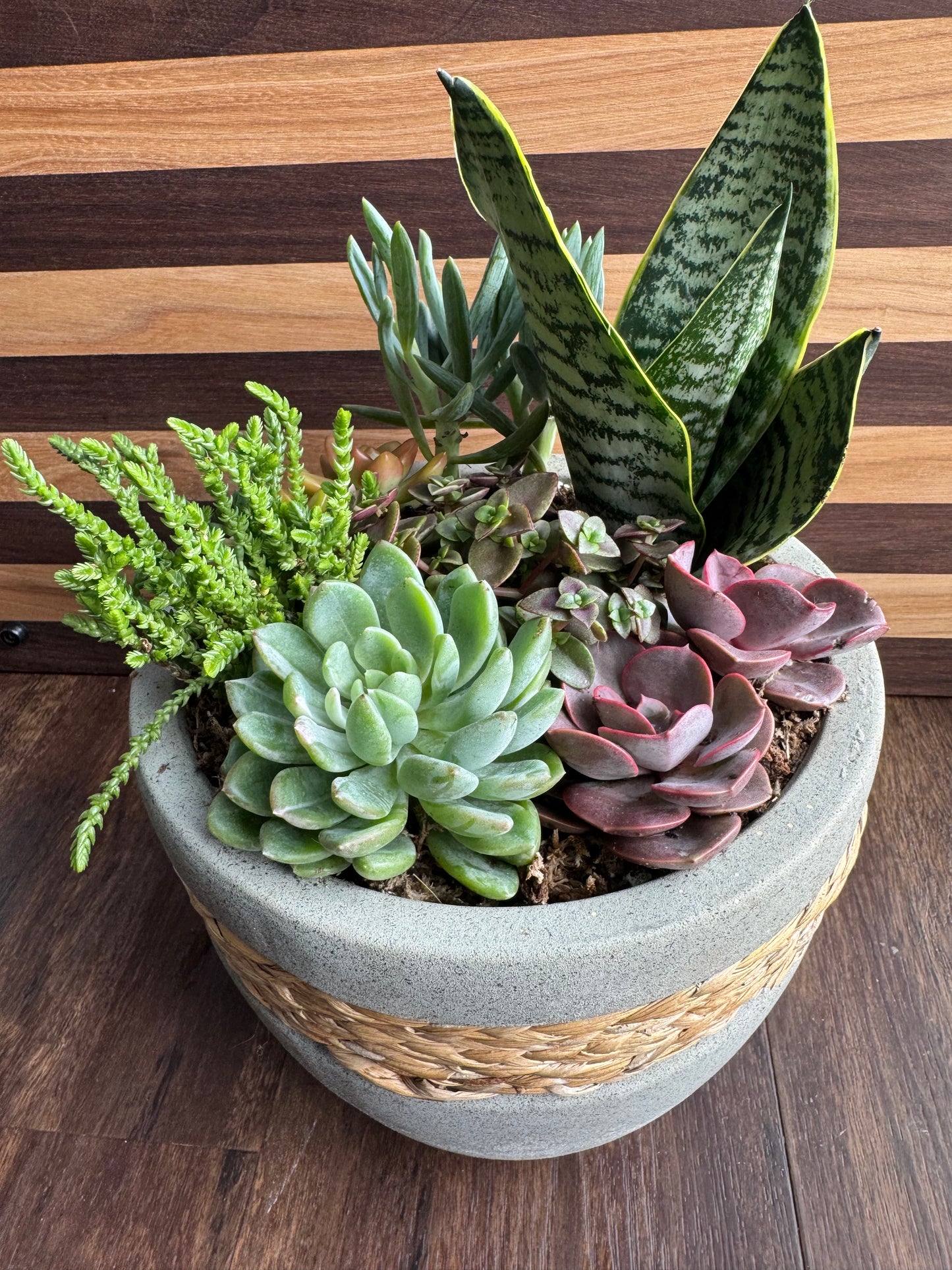 Large Succulent Garden with Modern Rustic Pot