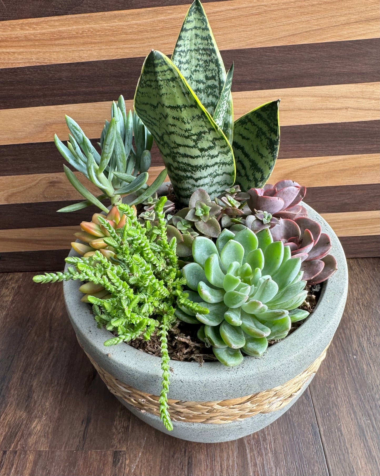Large Succulent Garden with Modern Rustic Pot