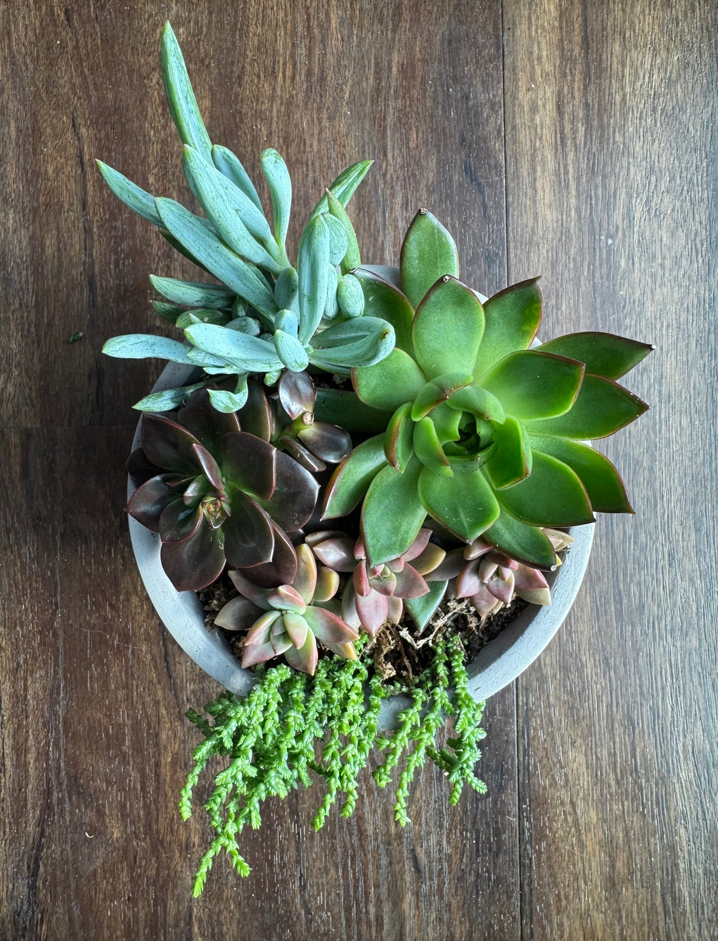 Large Succulent Garden with Ceramic Pot