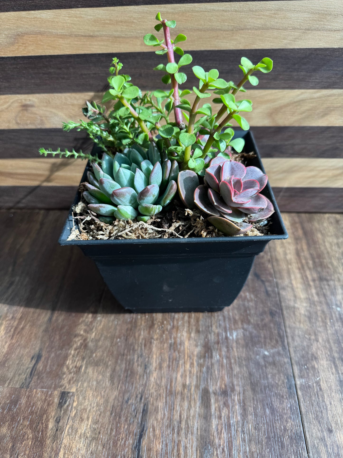 Medium Succulent Garden with Black Pot