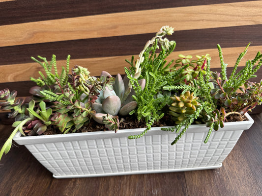 Long Succulent Garden with White Pot
