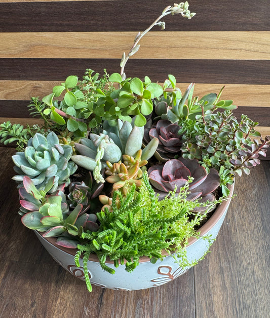 Extra Large Succulent Garden with Ceramic Pot