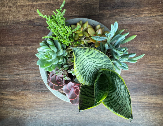 Large Succulent Garden with Modern Rustic Pot