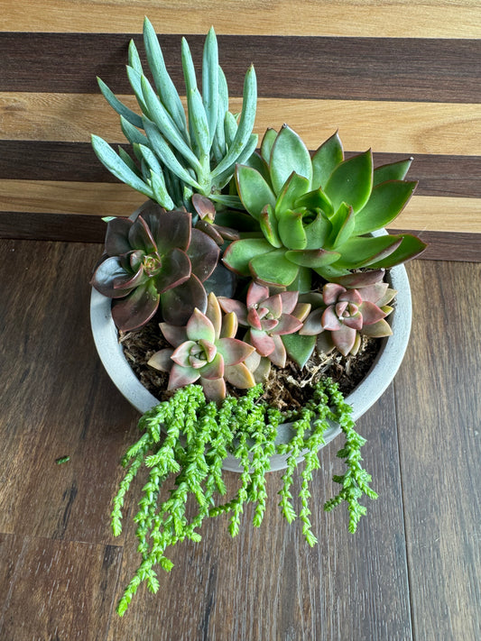 Large Succulent Garden with Ceramic Pot