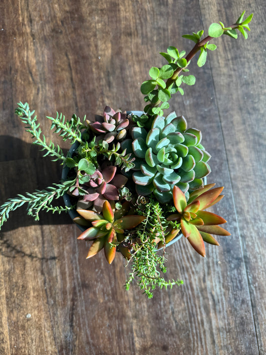 Medium Succulent Garden