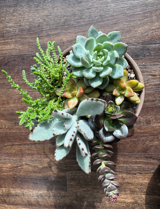 Medium Succulent Garden with Terracotta Pot
