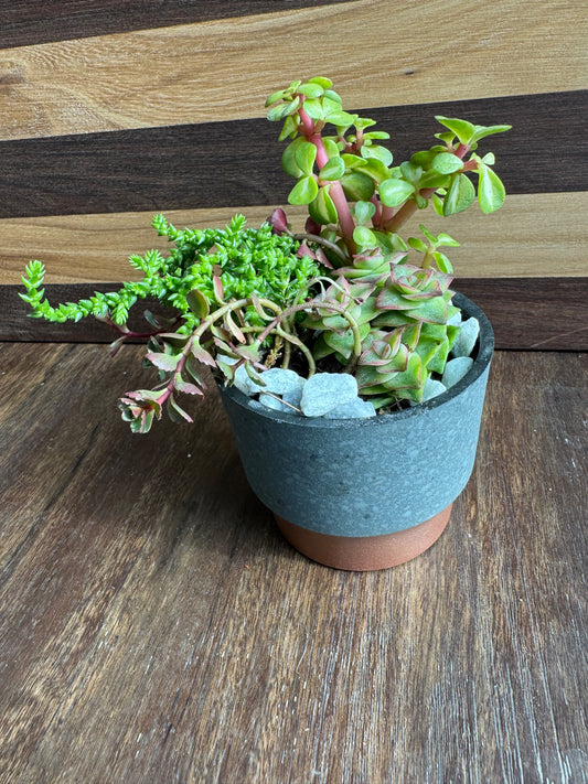 Small Succulent Garden
