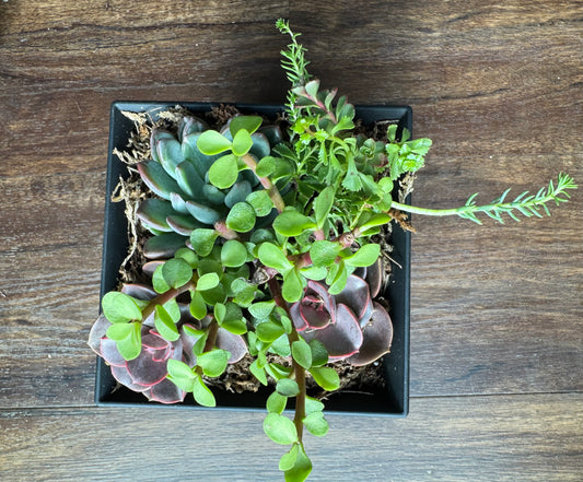 Medium Succulent Garden with Black Pot