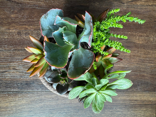 Large Succulent Garden with Ceramic Pot