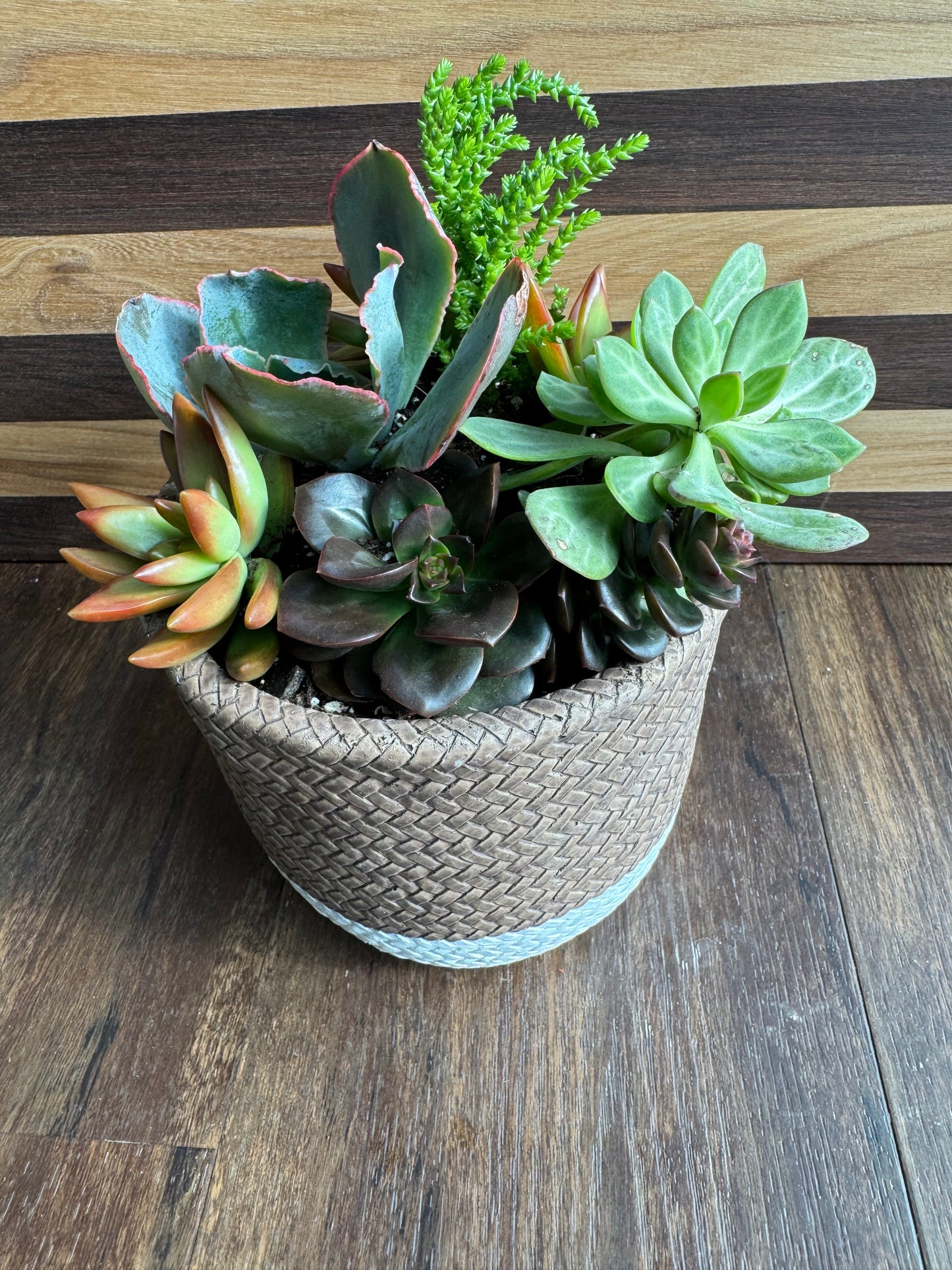 Large Succulent Garden with Ceramic Pot