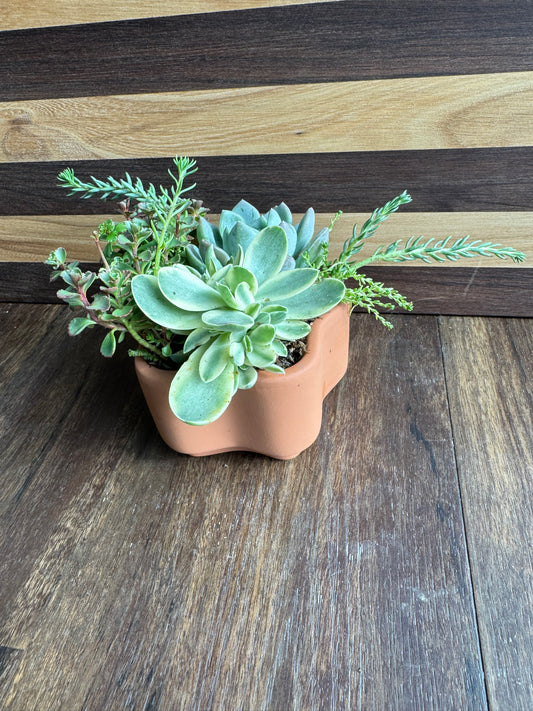 Small Succulent Garden Terracotta Pot