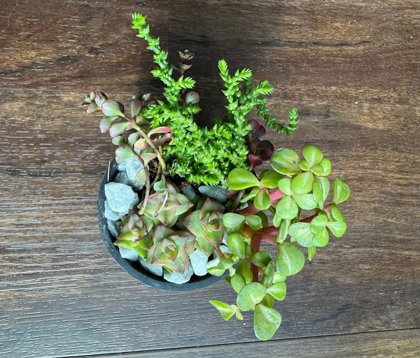 Small Succulent Garden